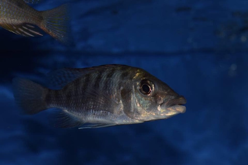 Protomelas ornatus 'Gome'